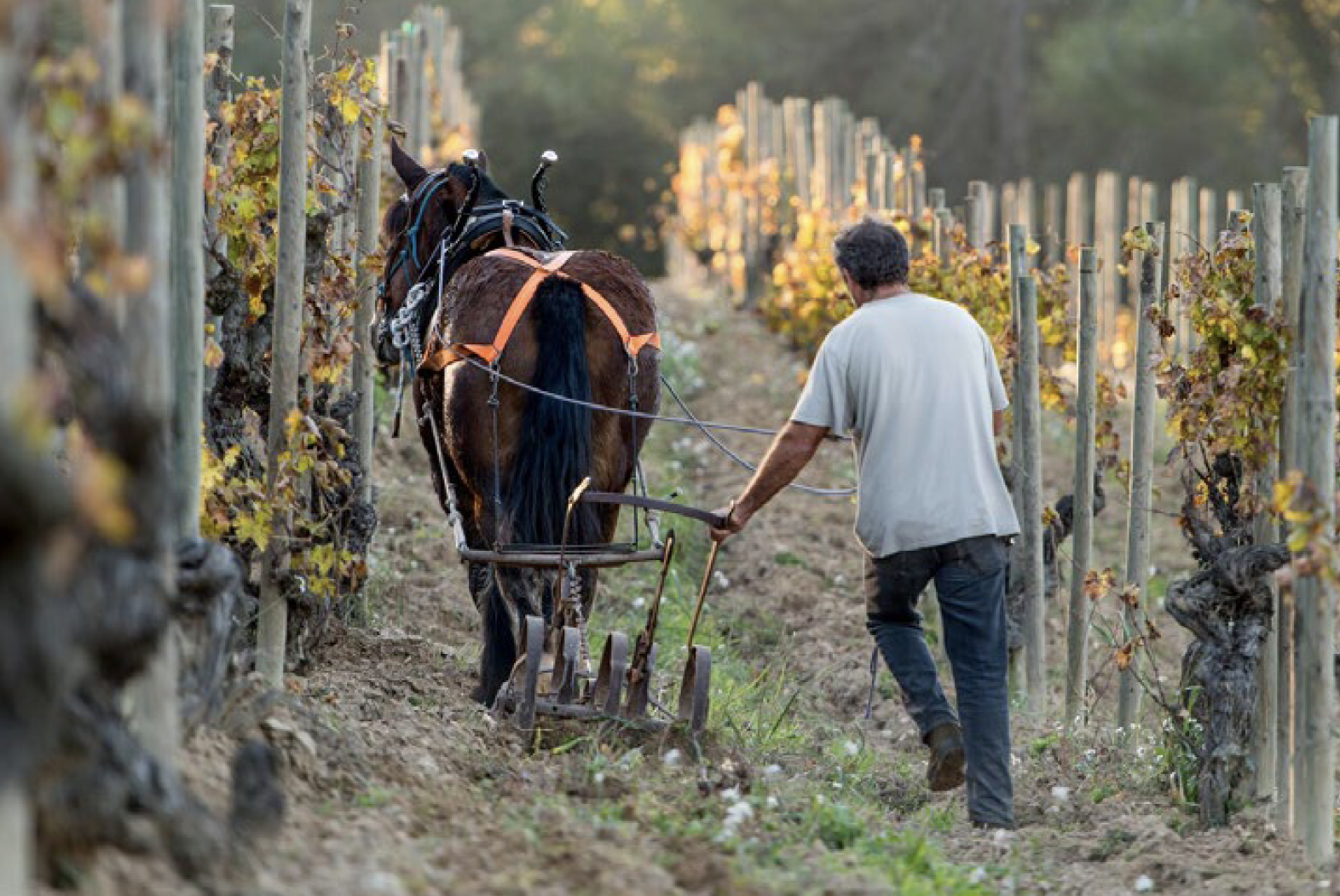 LONKO  Carménère Reserva 2020