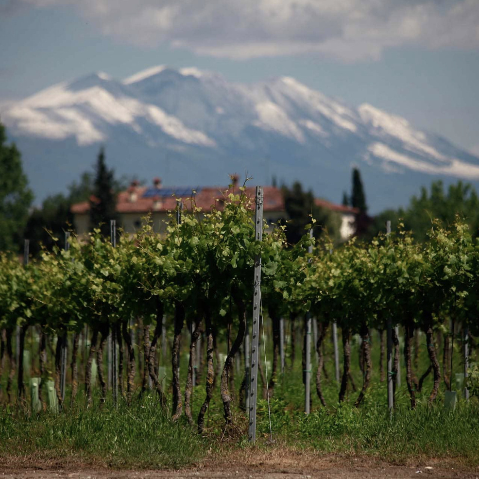 Cantina Colli Morenici Custoza DOC Superiore Giare 2021