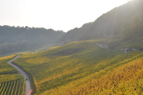 Château Pauqué Riesling Goldberg 2022