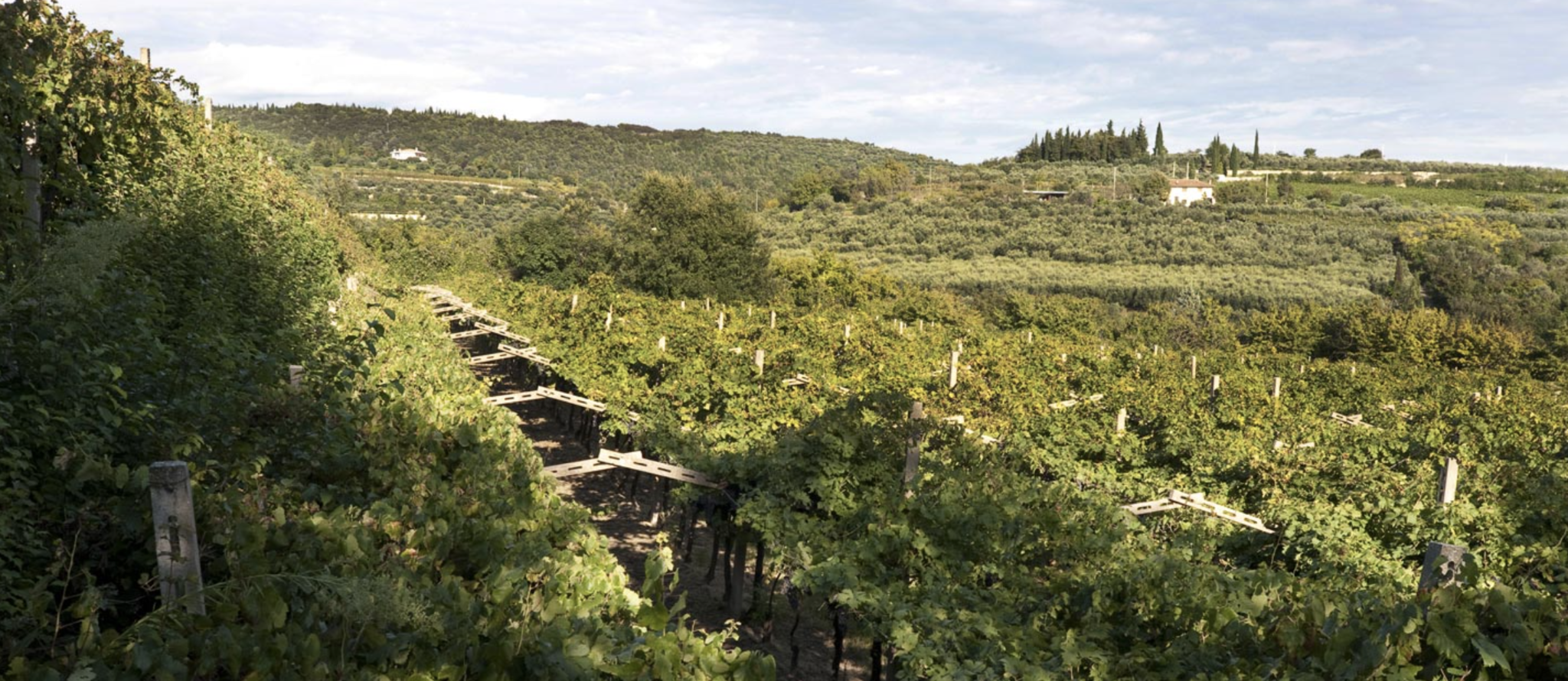 Monte Cillario Valpolicella Ripasso Superiore 2019