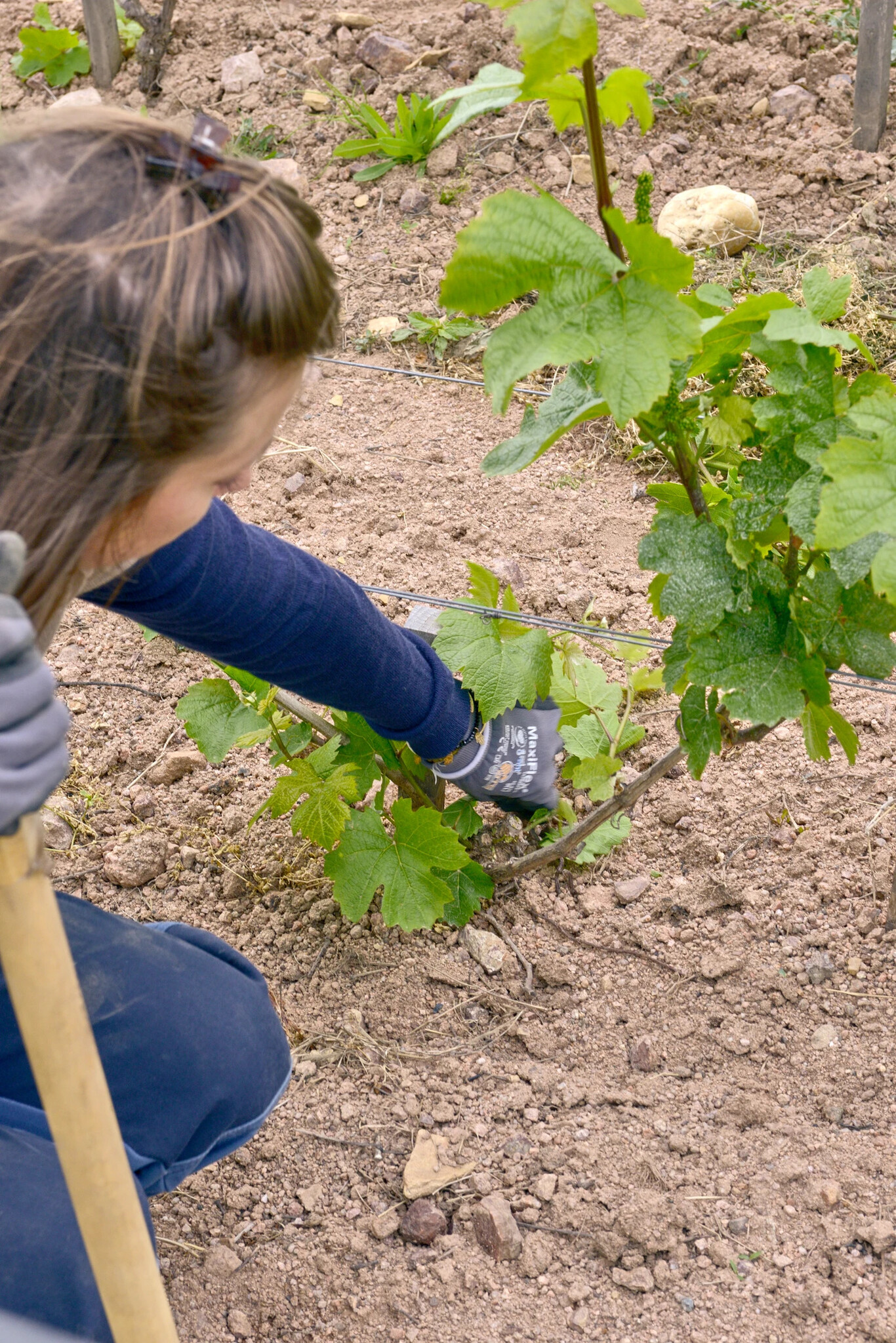 Domaine Romanesca Moulin a Vent La Rochelle 2020/22