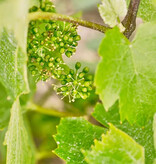 Domaine Romanesca Moulin a Vent La Rochelle 2020/22