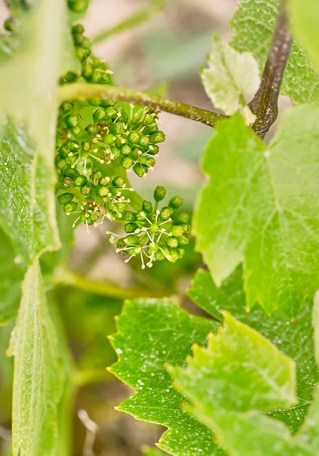 Domaine Romanesca Moulin a Vent La Rochelle 2020/22