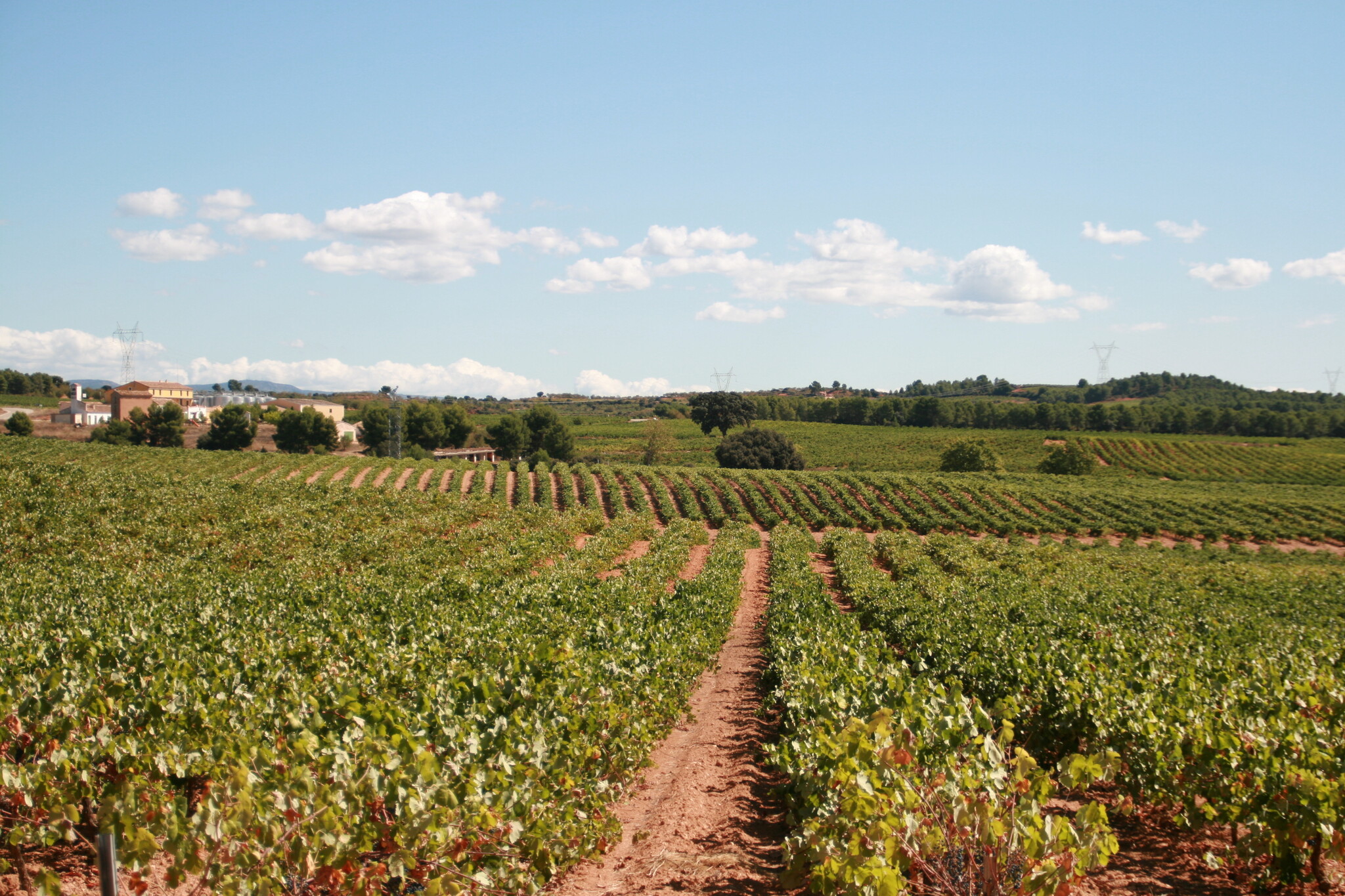 Bodegas Nodus Bobal 2021