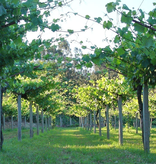 Valtea Albariño 2024