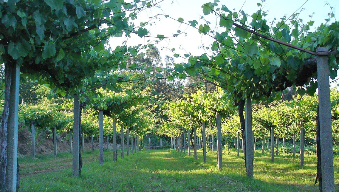 Valtea Albariño 2023