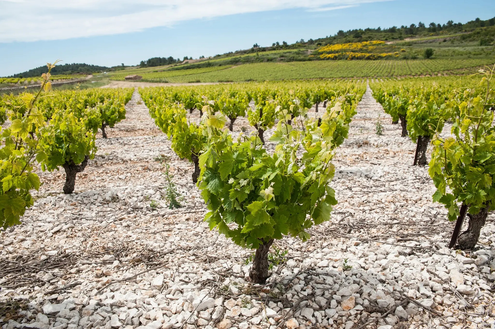 Calmel & Joseph Villa Blanche Chardonnay 2025
