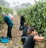 Calmel & Joseph Villa Blanche Viognier 2023