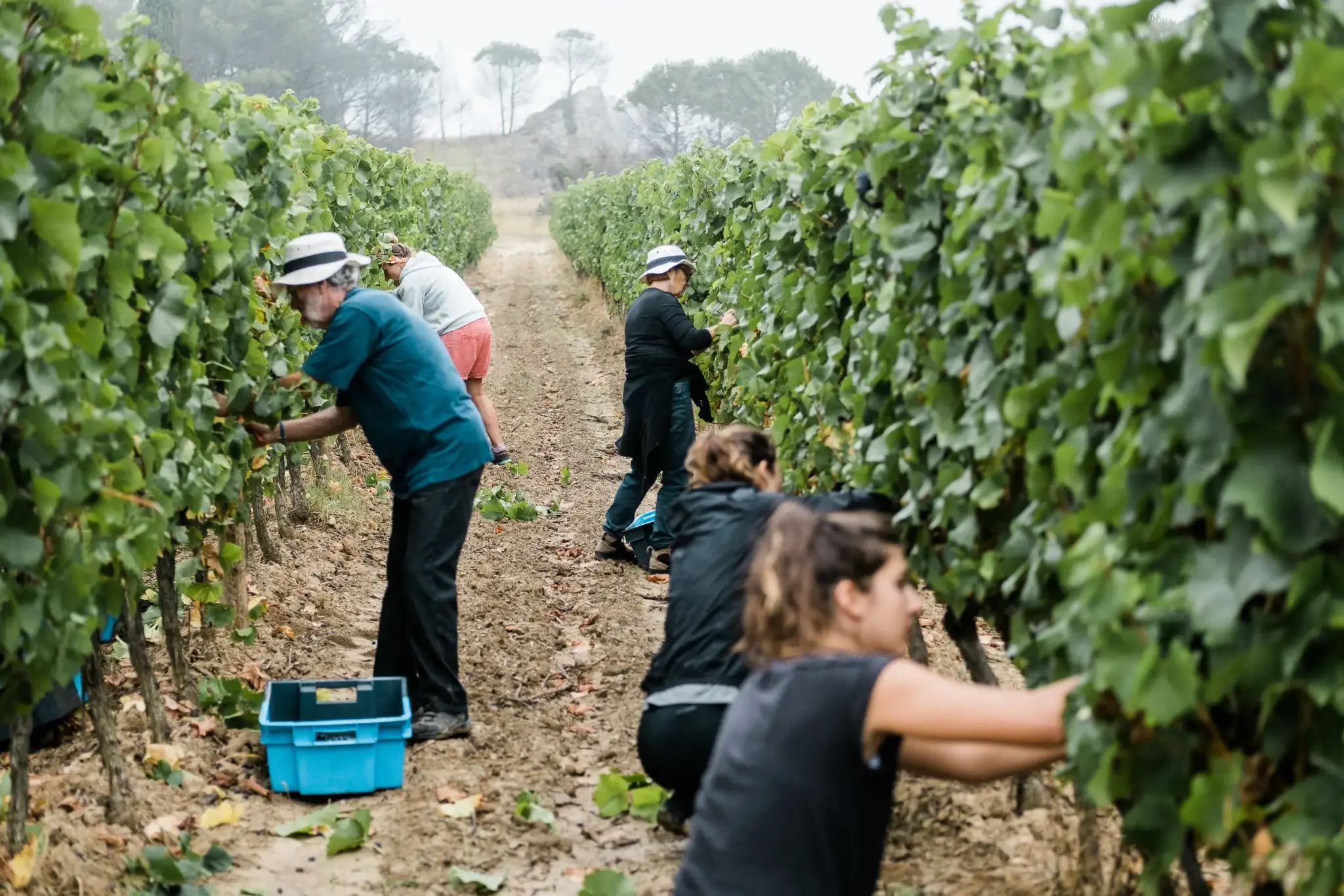 Calmel & Joseph Villa Blanche Viognier 2023