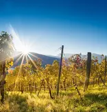 Weingut J. Hofstätter Pinot Nero Meczan 2023