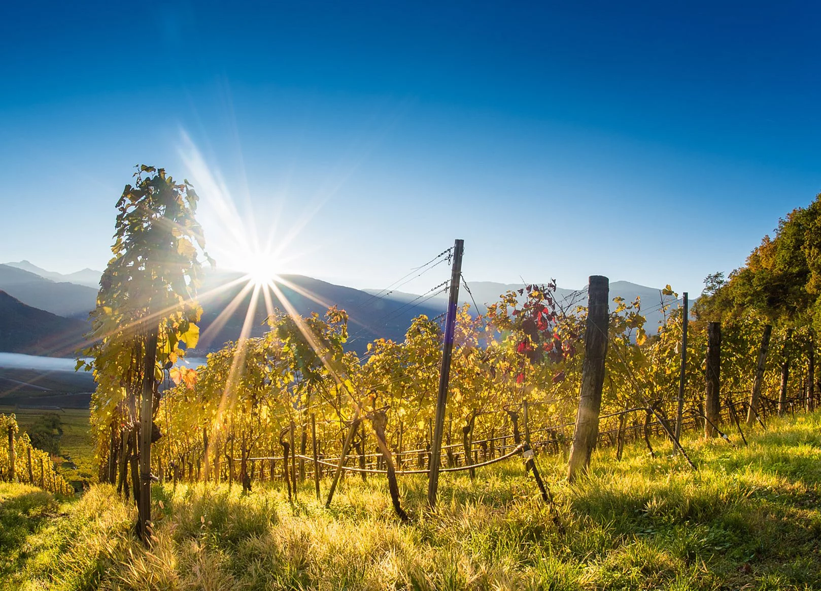 Weingut J. Hofstätter Pinot Nero Meczan 2023