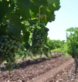 Santa Cruz Cueva del Chamán Sauvignon Blanc Bio 2024