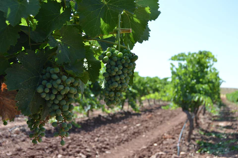 Santa Cruz Cueva del Chamán Sauvignon Blanc Bio 2024