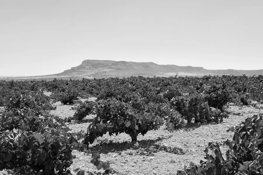 Santa Cruz Cueva del Chamán Garnacha Tintorera Bio 2020