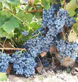 Santa Cruz Cueva del Chamán Garnacha Tintorera Bio 2020