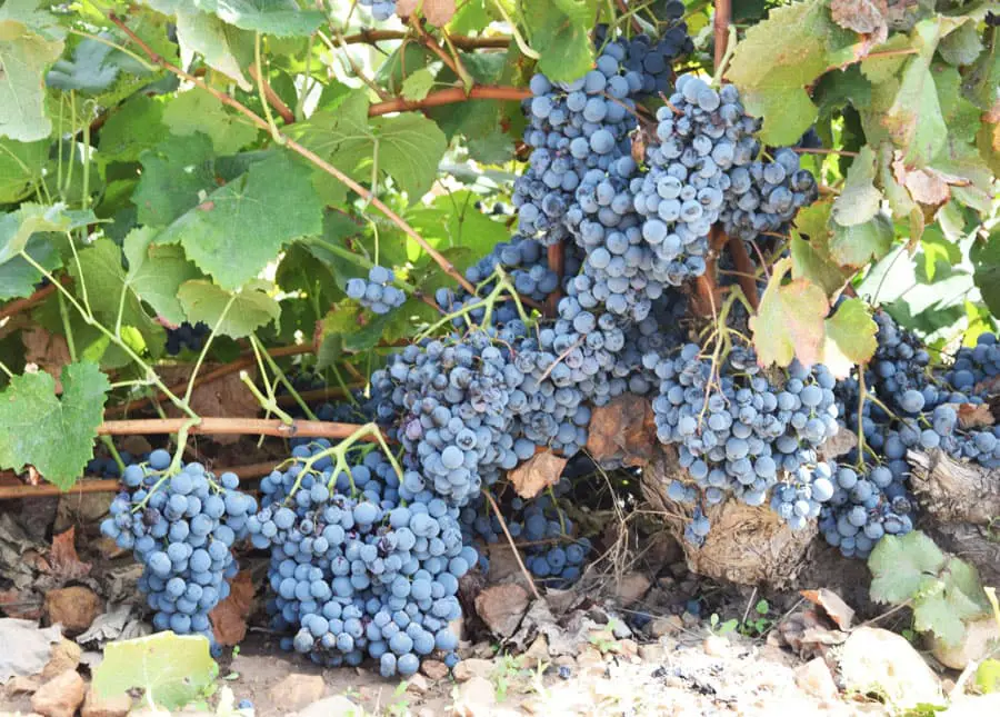 Santa Cruz Cueva del Chamán Garnacha Tintorera Bio 2020