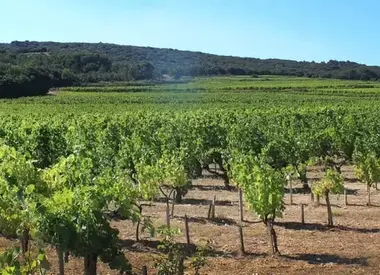 Chateau Rochecolombe