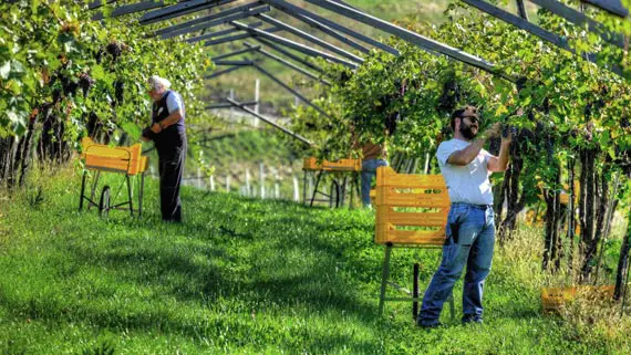 DolceVera Valpolicella Classico 2023