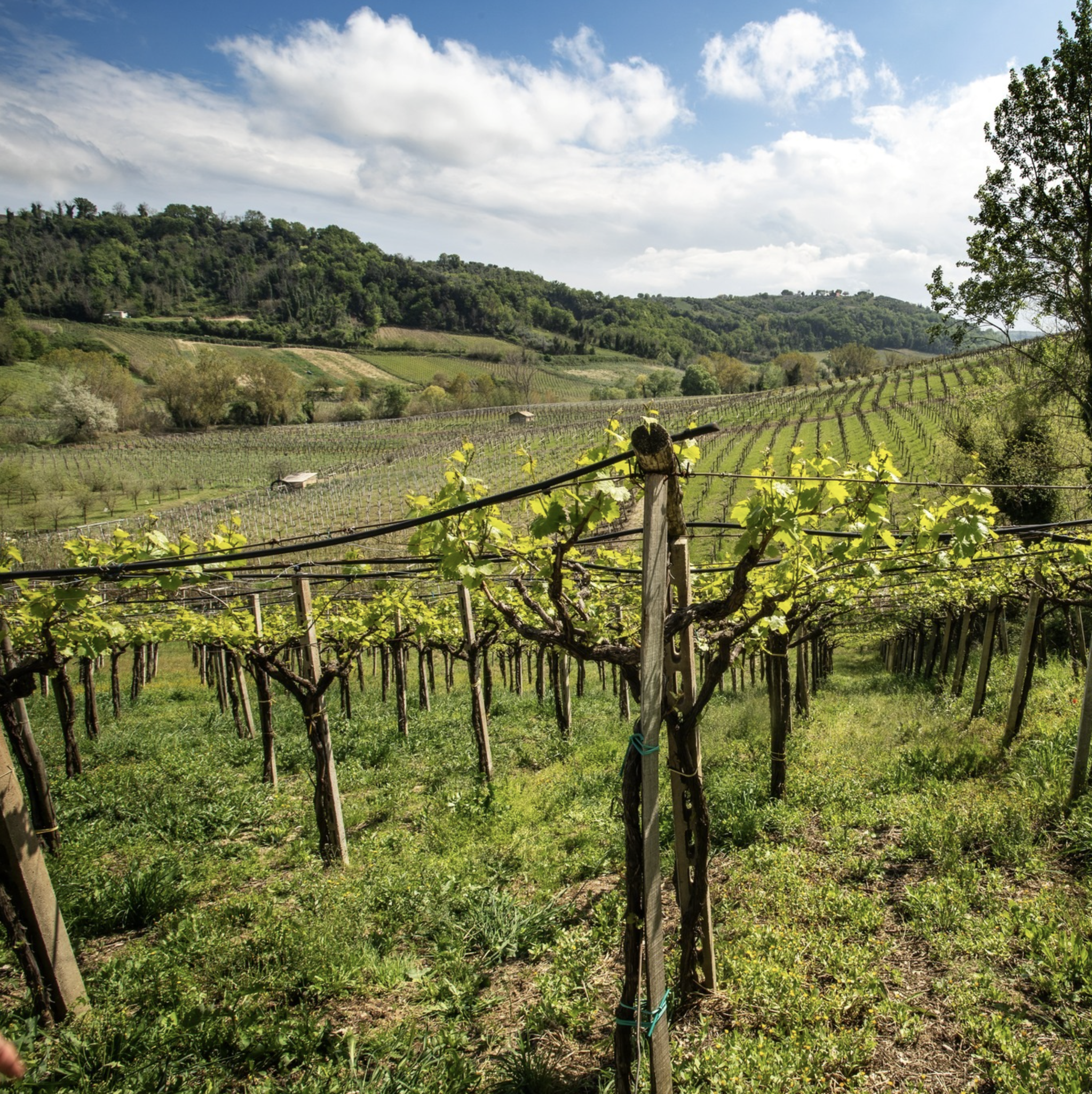 Bellaretta Sangiovese Terre di Chieti 2022