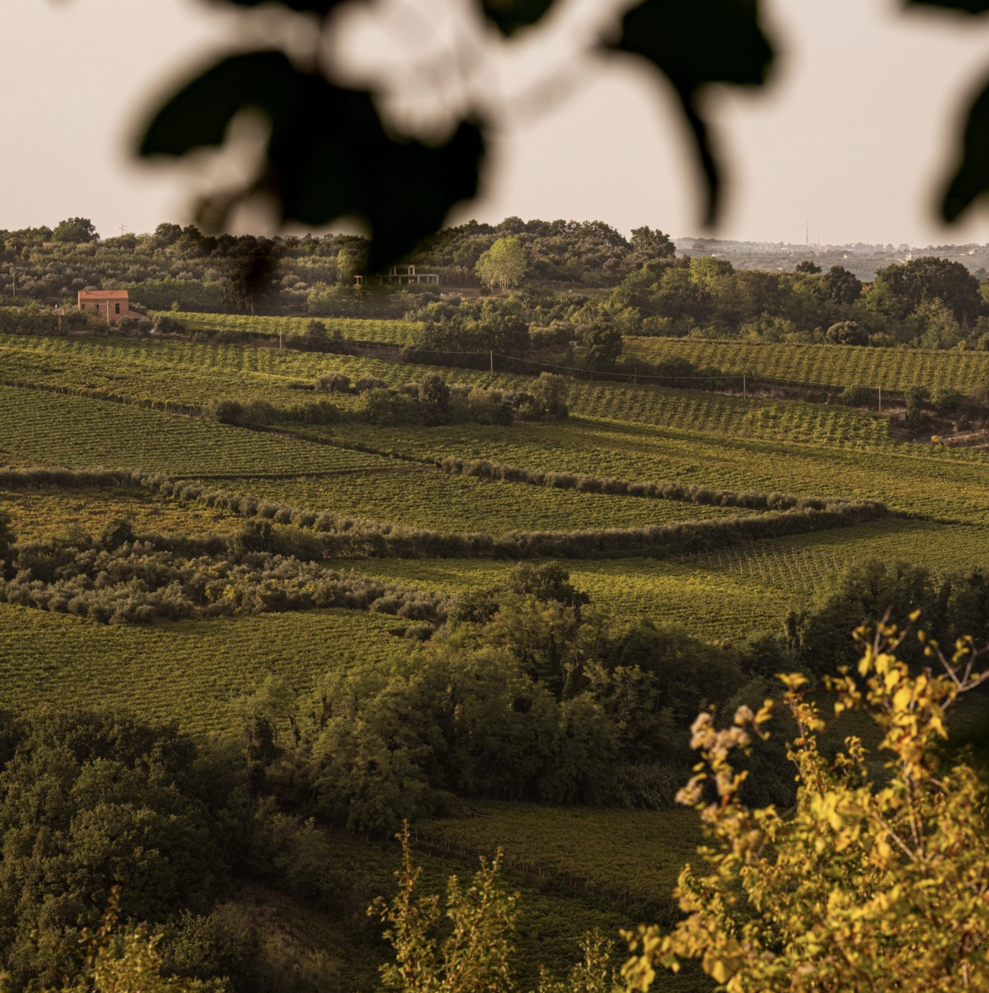 Bellaretta Sangiovese Terre di Chieti 2022