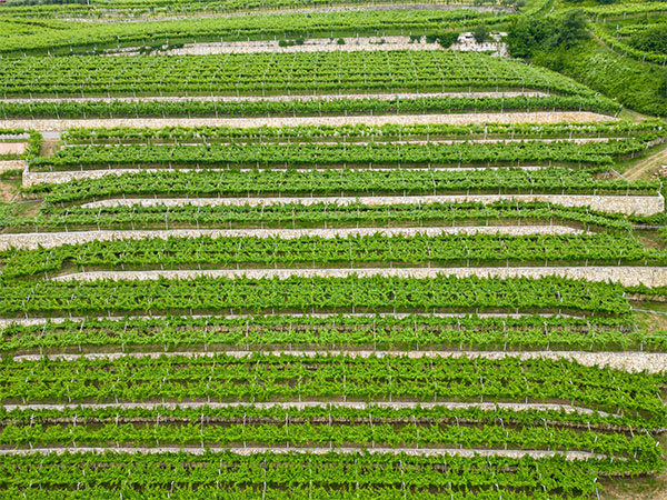 Corte Volponi  Amarone Della Valpolicella Classico DOCG 2019