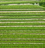 Corte Volponi  Valpolicella Ripasso Superiore DOC 2022