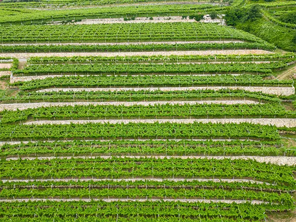 Corte Volponi  Valpolicella Ripasso Superiore DOC 2022