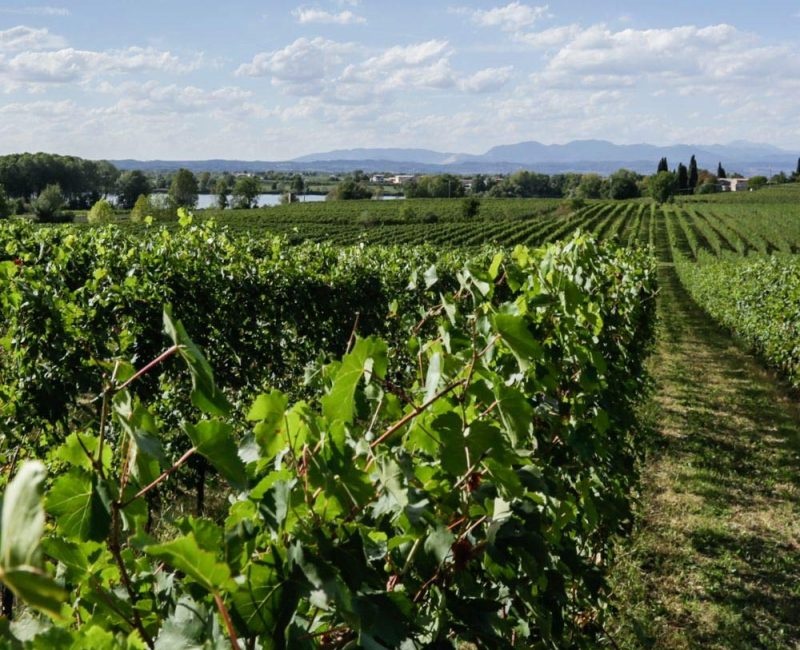 Le Morette Lugana DOC Benedictus 2023