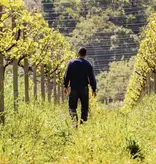 Cantina Tollo Cantina Tollo PECO Pecorino Terre d'Abruzzo 2024