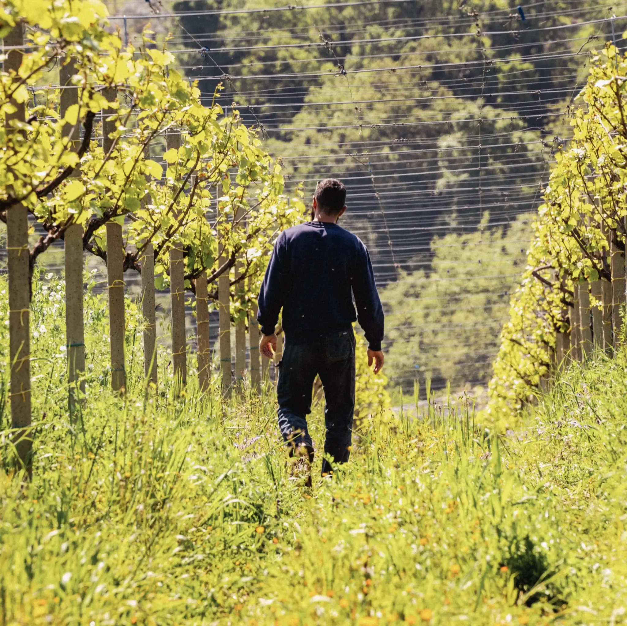 Cantina Tollo WEEKAANBIEDING | Cantina Tollo PECO Pecorino Terre d'Abruzzo 2024