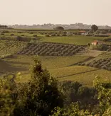 Cantina Tollo Cantina Tollo PECO Pecorino Terre d'Abruzzo 2024