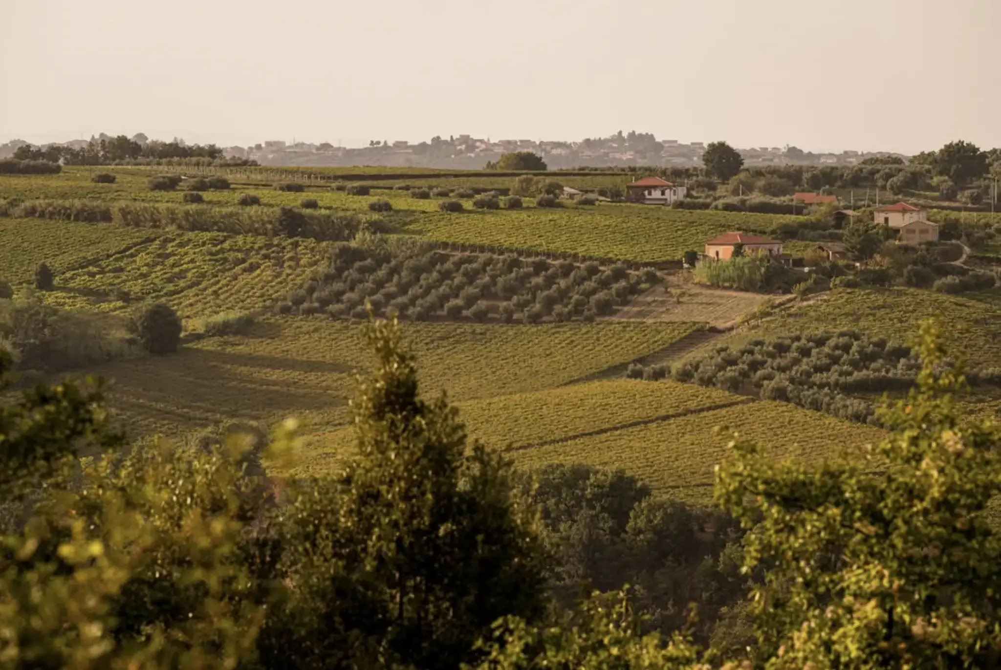 Cantina Tollo Cantina Tollo PECO Pecorino Terre d'Abruzzo 2024
