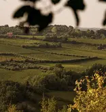 Cantina Tollo Cantina Tollo MO Montepulciano d’Abruzzo Riserva 2020