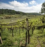 Cantina Tollo Cantina Tollo MO Montepulciano d’Abruzzo Riserva 2020