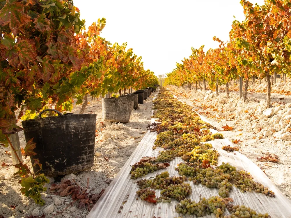 Bodegas Williams & Humbert 'Don Zoilo' Palo Cortado en Rama 15 Años