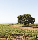 Nodus Nodus Cava Reserva