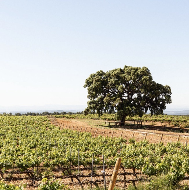 Nodus Nodus Cava Reserva