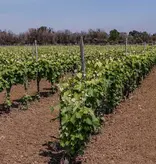 Vinicola Palamà Albarossa Verdeca Bianco 2024