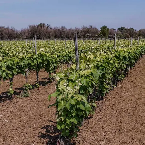 Vinicola Palamà Albarossa Verdeca Bianco 2024