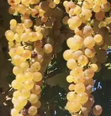 Cavazza - Creari - Gambellara Classico DOC 2023