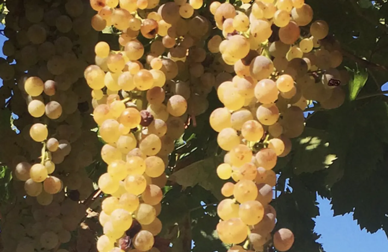 Cavazza - Creari - Gambellara Classico DOC 2023