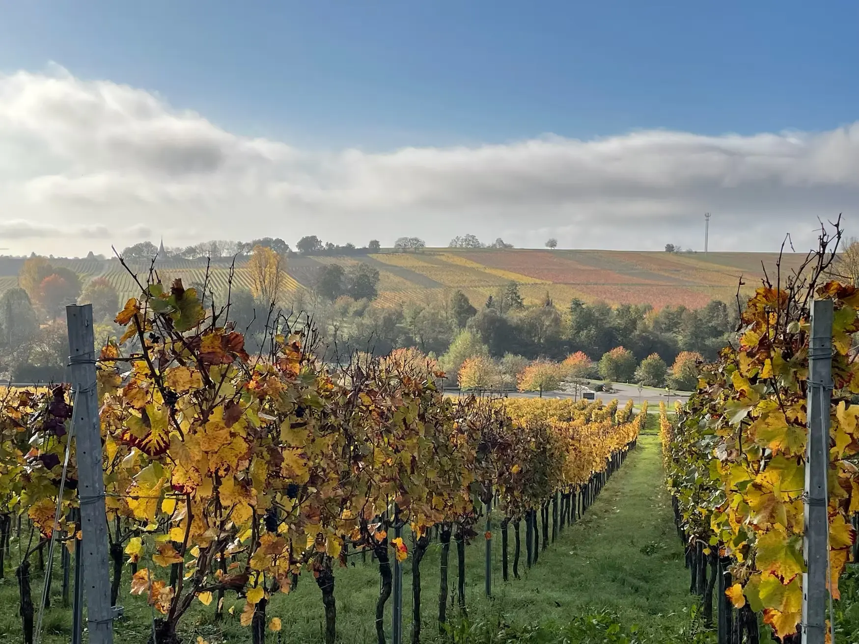 Jacob Duijn Wollmesheimer Mütterle Pinot Noir 2024