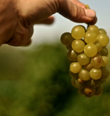 Emilio Vada Moscato d'Asti DOCG 2025