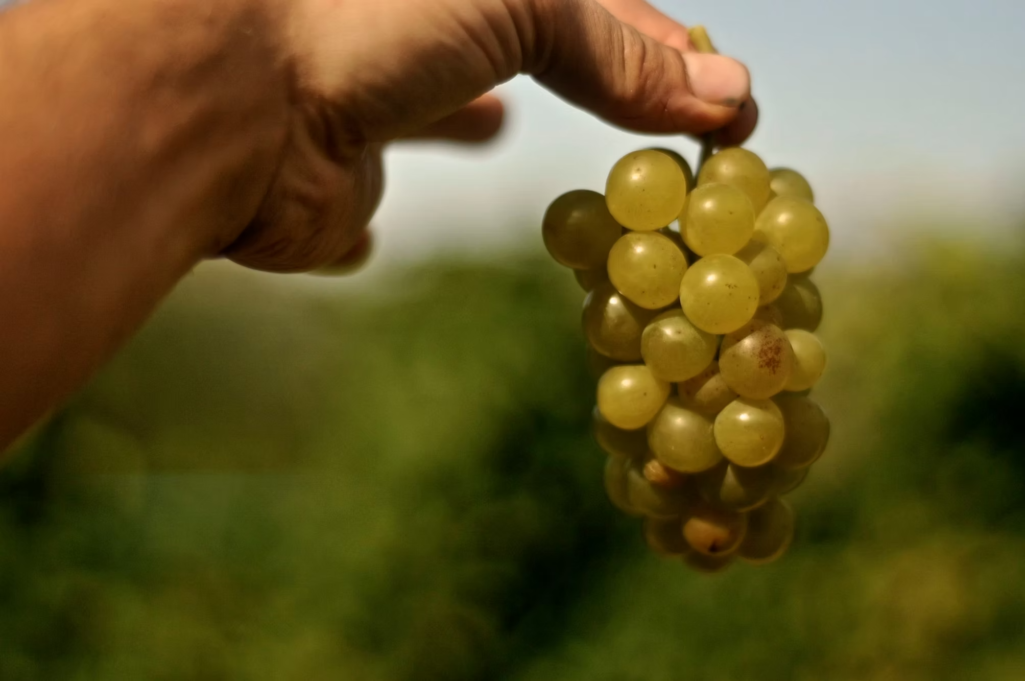 Emilio Vada Moscato d'Asti DOCG 2025