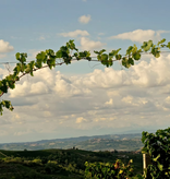 Emilio Vada Moscato d'Asti DOCG 2025