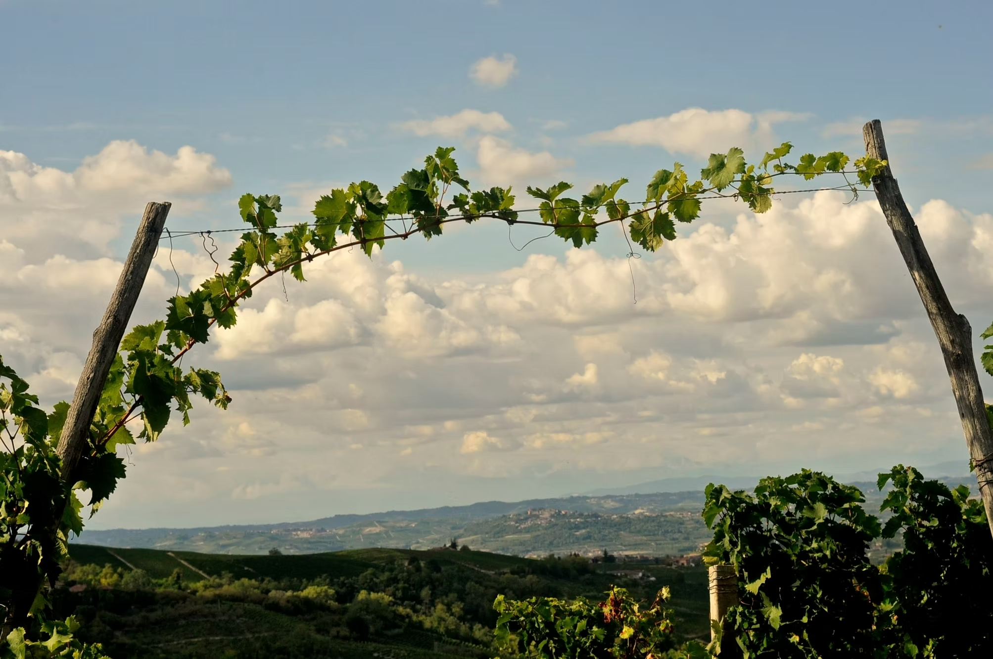 Emilio Vada Moscato d'Asti DOCG 2025