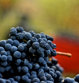 Emilio Vada Dolcetto d'Alba DOC 2023