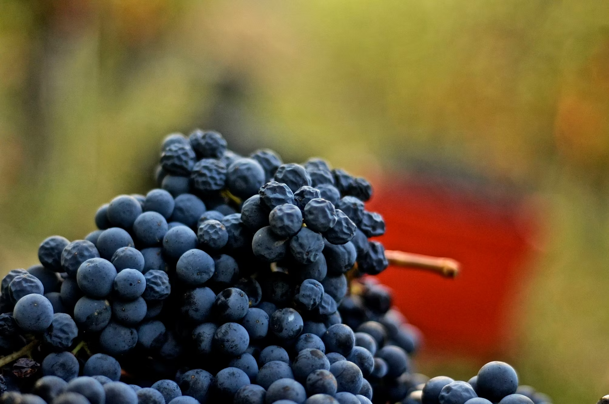 Emilio Vada Dolcetto d'Alba DOC 2023