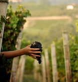 Emilio Vada Barbera d'Asti DOCG 2023