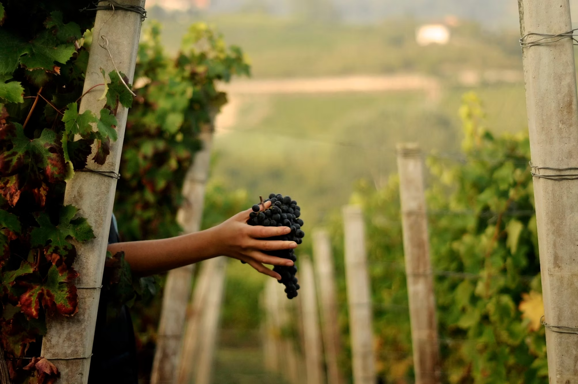 Emilio Vada Barbera d'Asti DOCG 2023